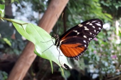 Colibri im Papiliorama - 20 Jahre Colibri