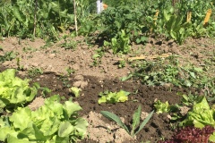 Gartenprojekt